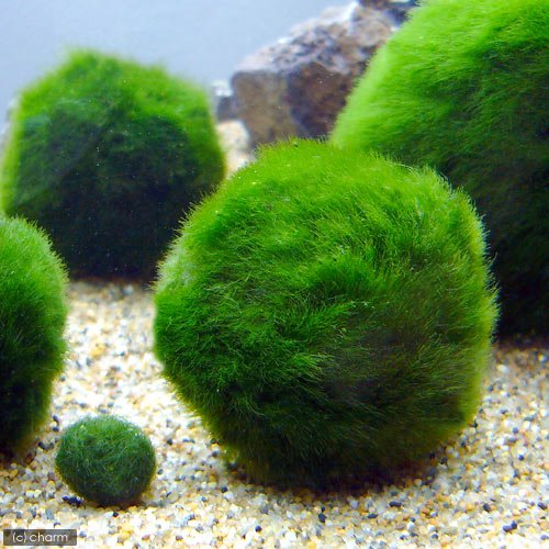 （水草）セイヨウマリモ（約３～６ｃｍ）（無農薬）（アクアフルール）（１個）のサムネイル