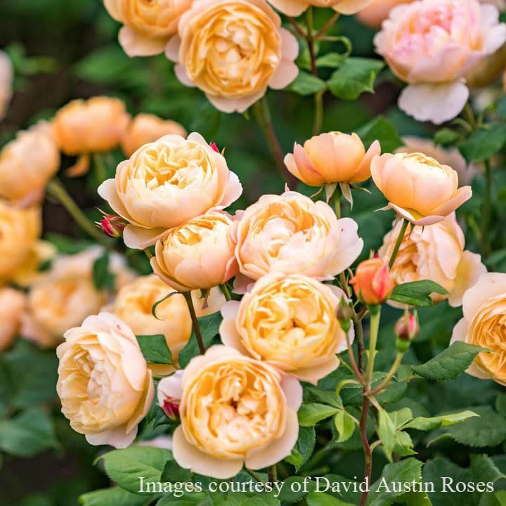 Amazon | バラ苗 【ロアルドダール】 (大苗) シュラブ 半つる性