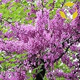 Judas Tree Cercis siliquastrum - 10+ Seeds: Only Seeds