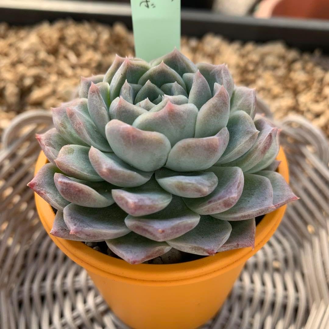 ミヤさん苗 『つむぎ×ひなの』 札付き 鉢ごと発送 【公式通販】