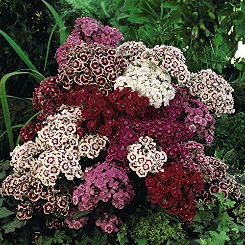 How to collect sweet william seeds How to collect sweet william seeds