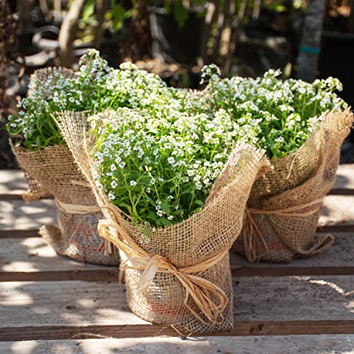 Aquagart Jutegewebe 105g/m² Jutematte Gartenjute Jute Stoff für Dekoration Haus und Garten Sackleinen Juteband für Pflanzen Winterschutz natürliches Gewebe Wurzelschutz verschiedene Längen (5m x 1m)