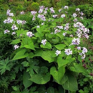 Plant World Seeds - Lunaria Rediviva Seeds (Perennial Flower Seeds)