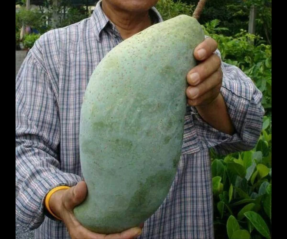 PYANABI All time mango plant Japanese variety grafted TREE Short Time Fruit Plant Healthy SIZE 1.5 TO 2 FEET TEAL PB_L14 (B0C5Y641F4) Amazon Price History, Amazon Price Tracker