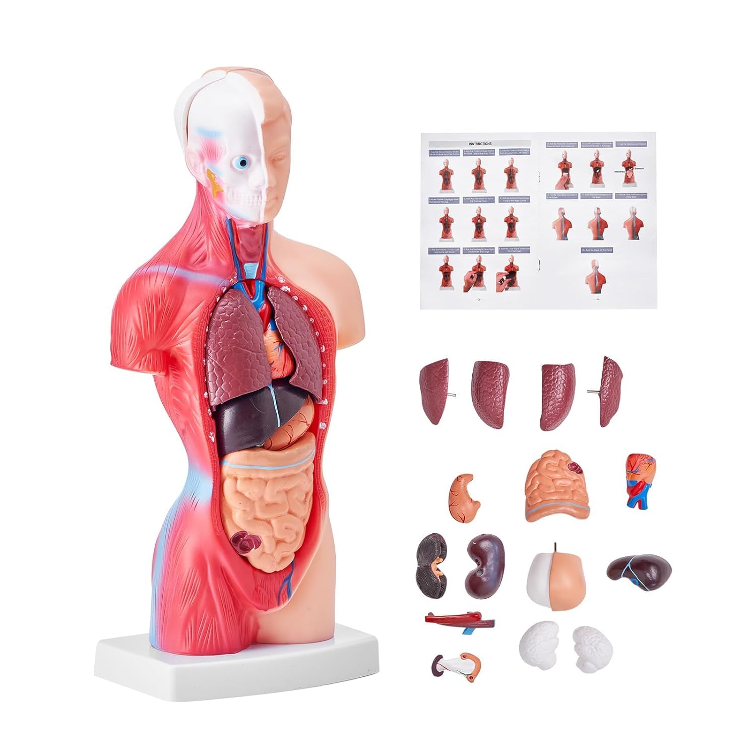 Modello di busto umano, 15 parti rimovibili modello anatomico da 11 pollici con organi, strumento educativo per studenti che imparano la scienza