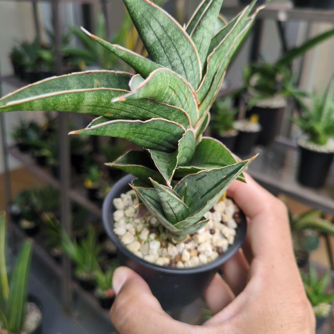 Amazon.co.jp: サンセベリア AO77サンスベリア sansevieria ホビー