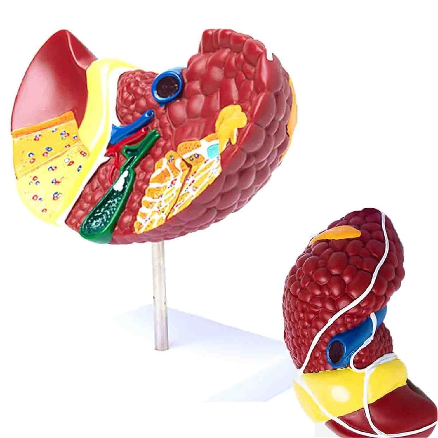 hixswnu Anatomowy model wątroby 3D do edukacji, patologiczna pomoc w nauce wątroby, wyposażenie biologiczne dla nauki, anatomii ludzkiej trzewnej do edukacji medycznej i pomocy w nauce