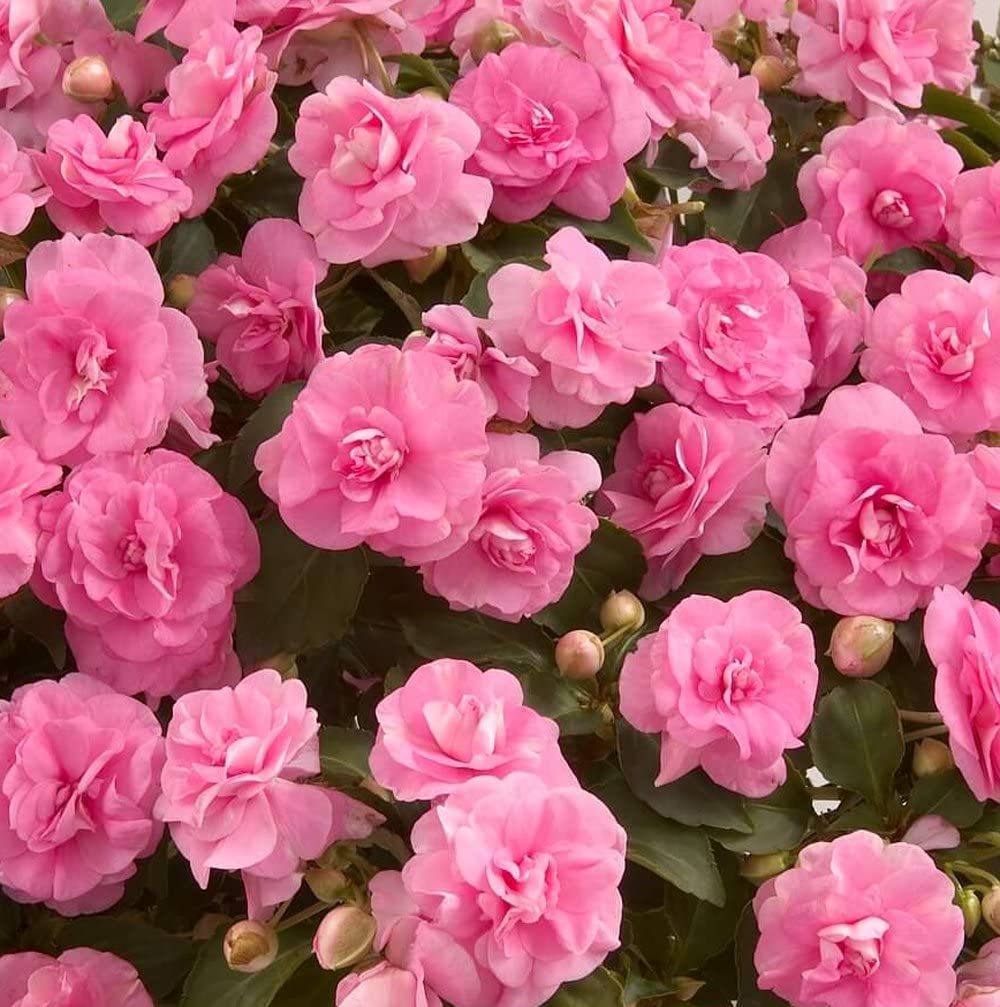 See full amazon price history chart for Udanta Balsam Rose Double Petal Mixed Flower Seeds - Pack Of 30-50 Seeds Udanta Balsam Rose Double Petal Mixed Flower Seeds - Pack Of 30-50 Seeds (B0B1JDL37K) Amazon Price History, Amazon Price Tracker