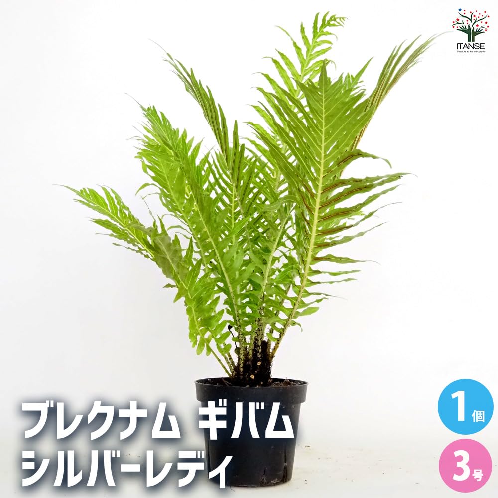 Amazon｜ITANSE ブレクナム シルバーレディー 3号 1個売り 観葉