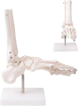 Amazon.co.jp: 足関節模型 足骨モデル : 産業・研究開発用品