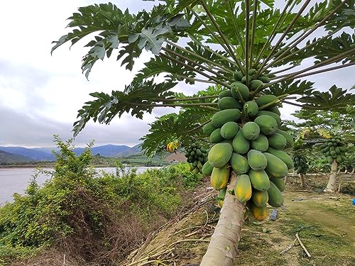Image of 300 Seeds, Desi papaya seeds for planting, Germination tested
