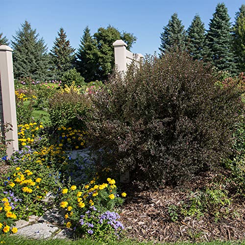 2G Fe Ninebark Little Devil #TOP4