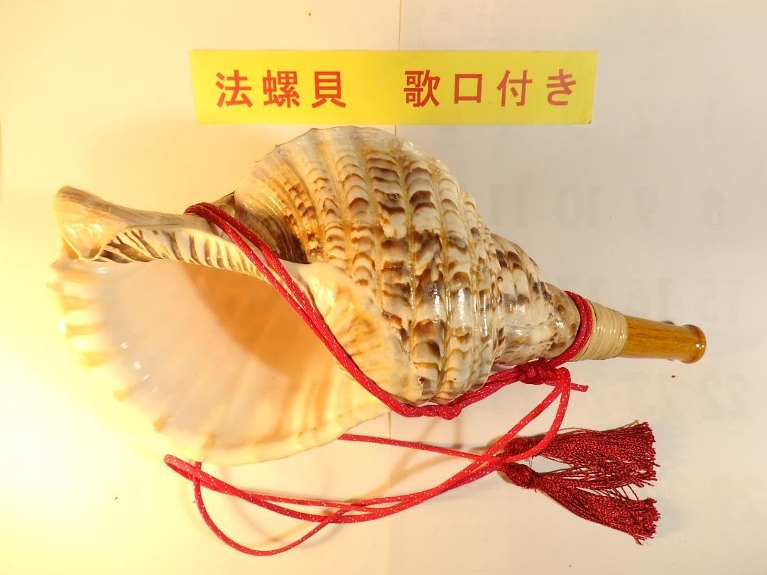 法螺貝 約41.5㎝ 木製歌口 赤紐付 法螺貝 約41㎝ 木製歌口,