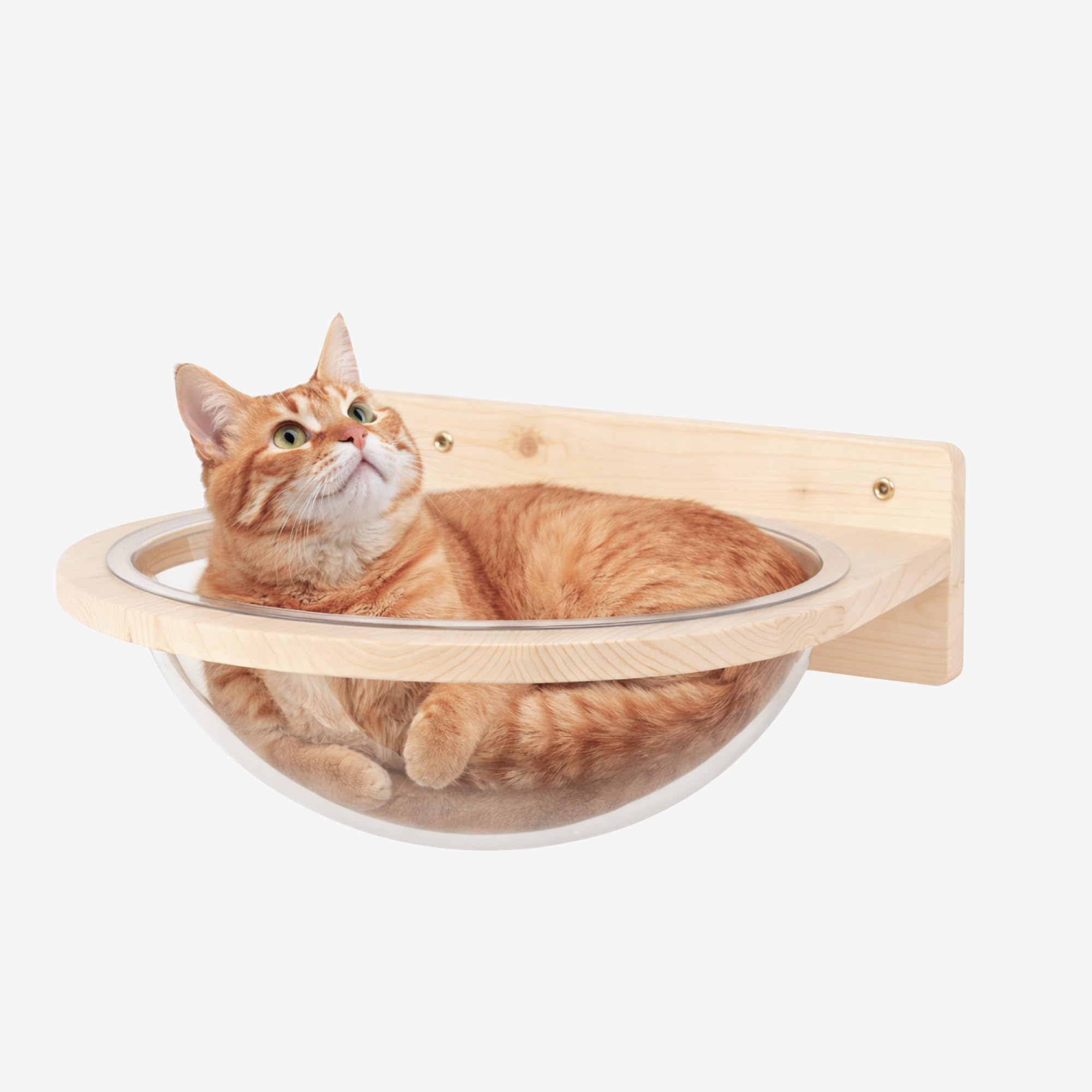 Cuccia Plexy per Gatti in Legno d'Abete PEFC Artigianale, con Cupola trasparente in plexiglass, Mensola per Gatti Super Robusta per Arrampicata, Gioco e Relax, Fino a 20 kg – Percorsopergatti