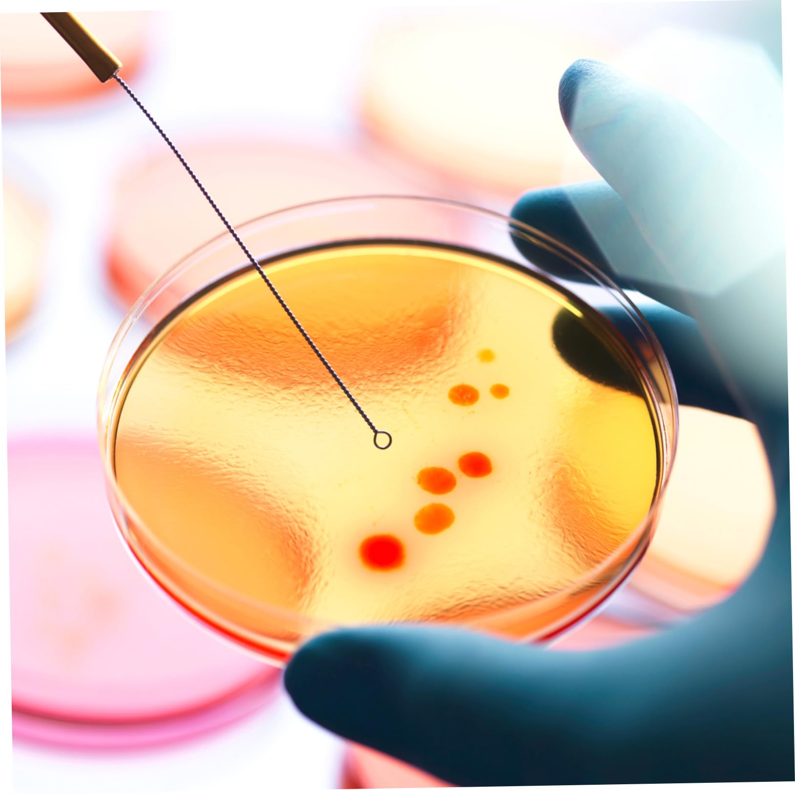 20 pezzi Piastre Petri con Agar Preversato per Esperimenti Scientifici Piastre Nutrienti Portatili e Facili da Usare per Crescita Microbiologica e Attività Didattiche in