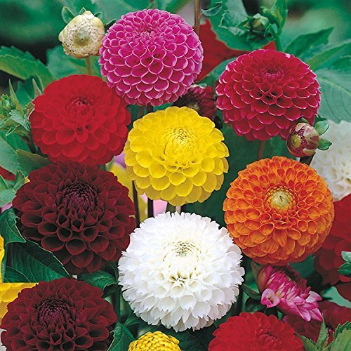 Hudgle Flower Seeds for Terrace Balcony Gardening Garden Plant Flower Seeds - Pack of 50 Seeds (B0B4KP25YF) Amazon Price History, Amazon Price Tracker