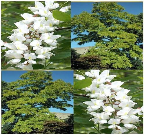 1,000 x BLACK LOCUST WHITE FRAGRANT BLOOMS TREE SEED R. pseudoacacia 40-100 feet TALL