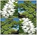 1,000 x BLACK LOCUST WHITE FRAGRANT BLOOMS TREE SEED R. pseudoacacia 40-100 feet TALL