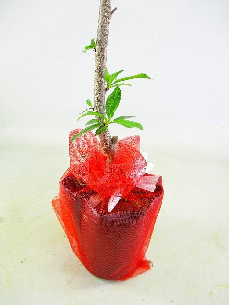 水蜜桃。桃の苗果樹。鉢ごと無料で発送致します。 桃の苗木 6寸鉢植え 照手水蜜桃：果樹苗 テルテスイミツモモ