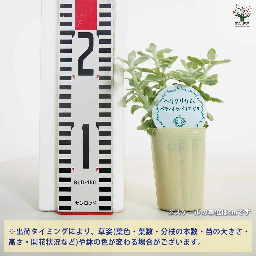 Amazon.co.jp: ITANSE ヘリクリサム ペティオラレ バリエガータ