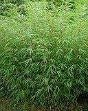 bamboo fargesia murielae standing stone Topfgröße: 23 cm 5 Liter 1 x Fargesia Rufa (HeckenBambus) XXL Topf TOP SORTE FÜR HECKE