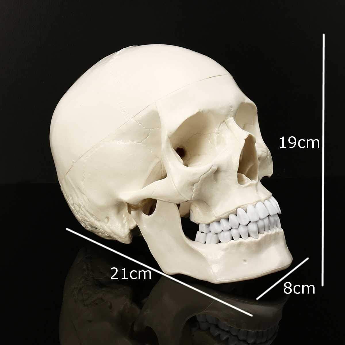 ERNZI Modello del Cranio della Testa Umana per Lo Studio Dell'anatomia Materiale Didattico Modello Anatomico della Testa