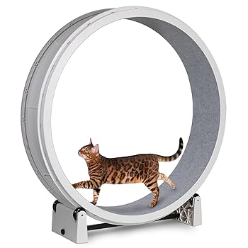 Amazon.com : One Fast Cat - Cat Exercise Wheel - Gen. 7