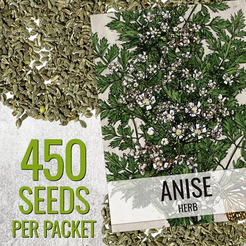 Seed Needs Anise Seeds for Planting Pimpinella anisum - Non-GMO Heirloom & Untreated Herb Seed to Grow a Medicinal/Culinary Home Grown Garden Indoors or Outdoors (1 Pack) - Image 2