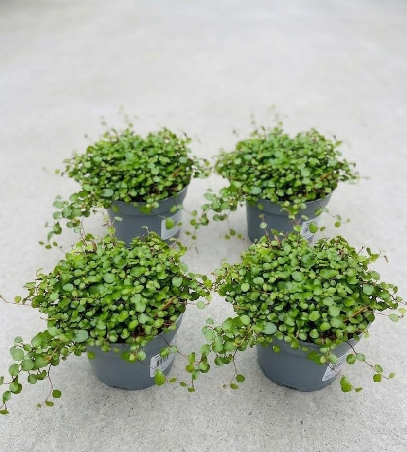 4 Piante di Muehlenbeckia in vaso cm 12 MODIPITRE