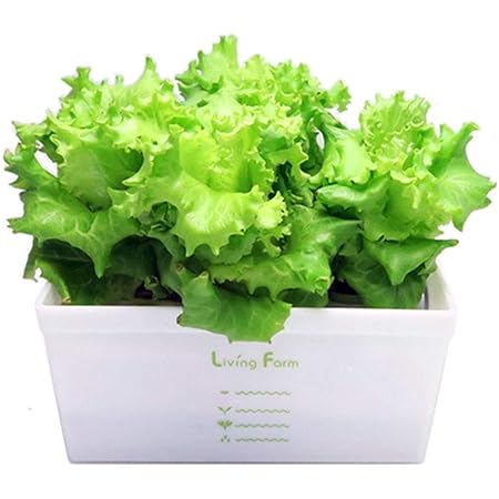 Amazon Co Jp リビングファーム リーフレタス 水耕栽培 苗作りキット 種子付き ホーム キッチン