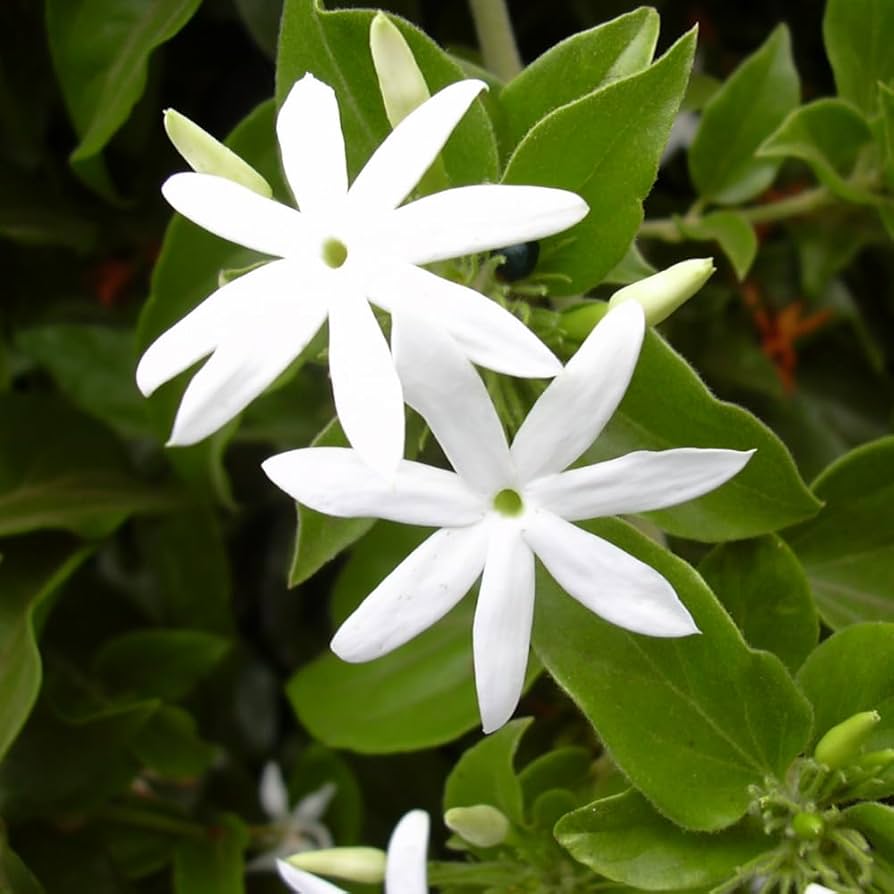 Amazon.com : 3 Jasmine Plant Indoor Live, Jasmine Flower