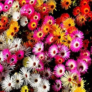 Outsidepride Ice Plant Ground Cover Seed Mix - 10000 Seeds