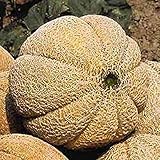 Superstar F1 Hybrid Melon Seeds (40 Seed Pack)
