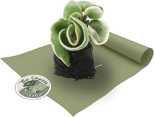 Miniatura 1 de Planta de inicio abigarrada Hoya Carnosa Compacta "Cuerda hindú abigarrada"