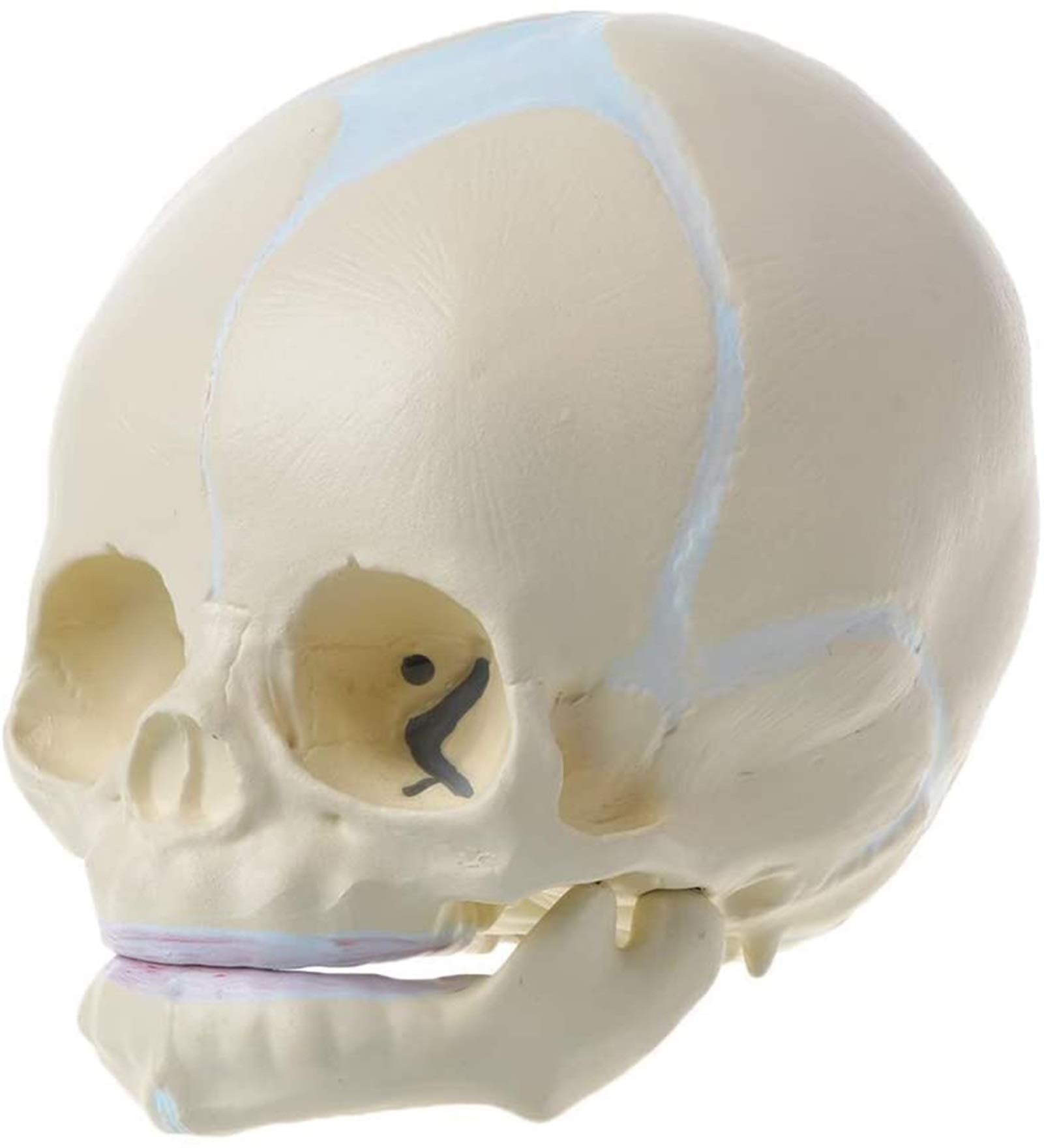 Model edukacyjny 1: 1 Ludzki płód, dziecko, niemowlę, medyczna czaszka, anatomiczny model szkieletu, materiały dydaktyczne do nauk medycznych