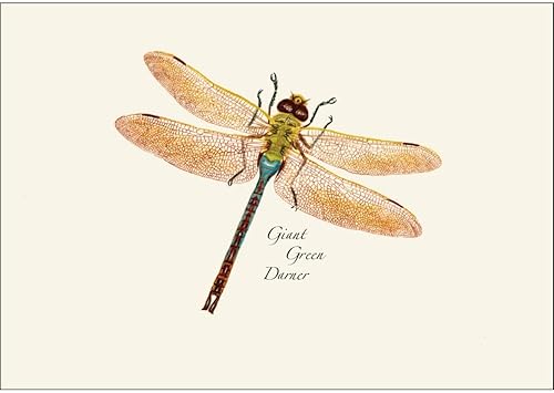 Miniatura 3 de Earth Sky + Water - Juego surtido de tarjetas de libélula y damisela - 8 tarjetas en blanco con sobres (2 de cada uno de 4 estilos)