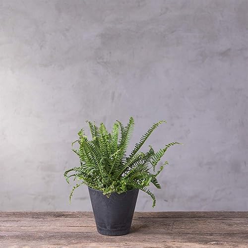 Miniatura 2 de Novelty 34088 Cali - Maceta redonda, 8 pulgadas, color negro