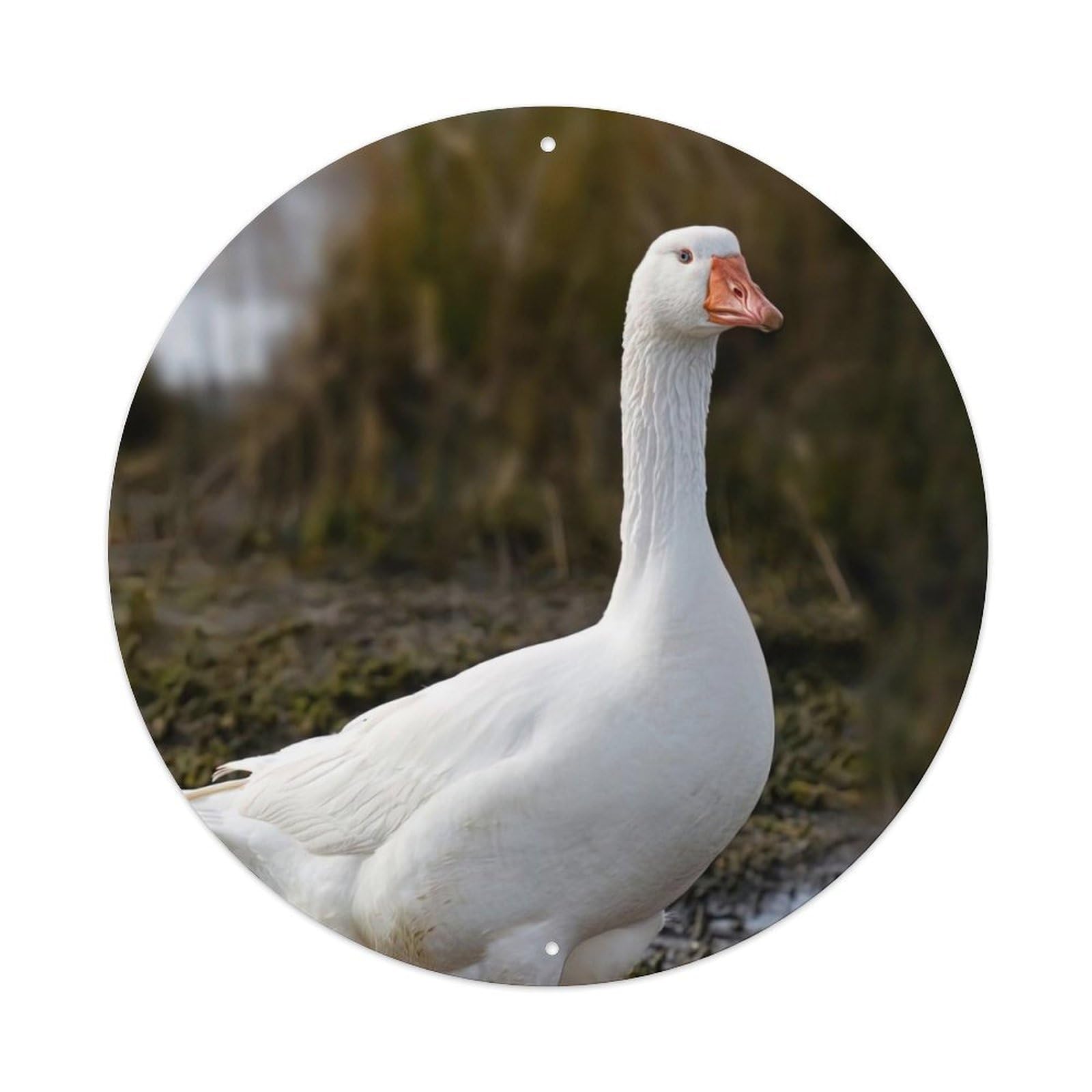 Animal Snow White Goose Vintage Metal Tin Sign Plaque Wall Decor for Cafe, Club Bar, Office, Garden Metal Poster 8x8Inch