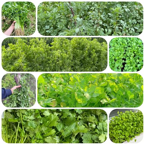 semillas de cilantro orgánico - jardín de hierbas con plantas exóticas semillas cilantro hortalizas tradicionales plantas flores jardín para exterior balcón invernadero hortalizas 350pcs