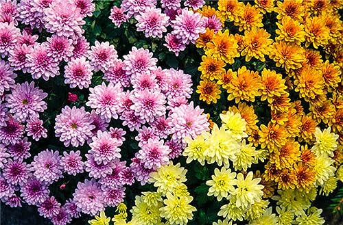 Garden Plant Seed Garden Mum Mix 200+ Seeds Chrysanthemum Indicum Seeds Perennial Long Flowering Garden Plant Seed Garden Mum Mix 200+ Seeds Chrysanthemum Indicum Seeds Perennial Long Flowering
