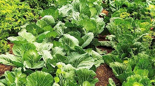 Image of Cabbage seeds (30 seeds)