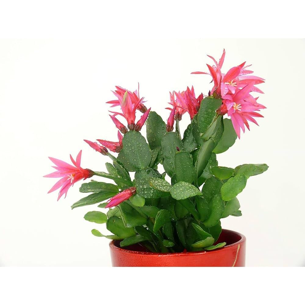 NEW DEBNATH NURSERY, JAIGO Cactus Echinopsis Syncopation Vibrant Pink Flowering Cactus Live Plant,C8 (B0CR3F9VBK) Amazon Price History, Amazon Price Tracker