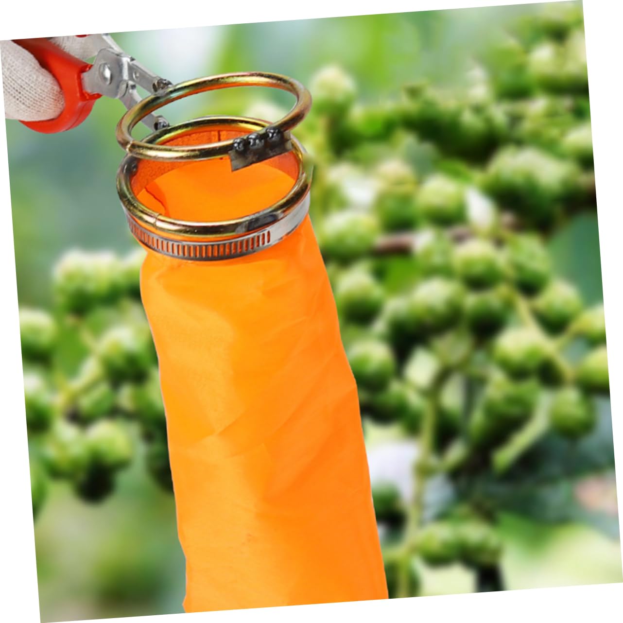 BESPORTBLE 4 Pièces Outils de cueillette Fruit Ciseaux Panier cueilleur de longanes Support de cueilleurs de longanes détachable Haricots Rouges Fraise Goji Litchi et Longane
