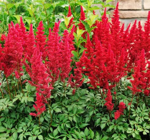 Astilbe Montgomery Bare Root - Perennial, Large Blooms, Astilbe Root for Planting | Perfect for Any Gardens - Easy to Grow, Low Maintenance Flower (1 Pack)