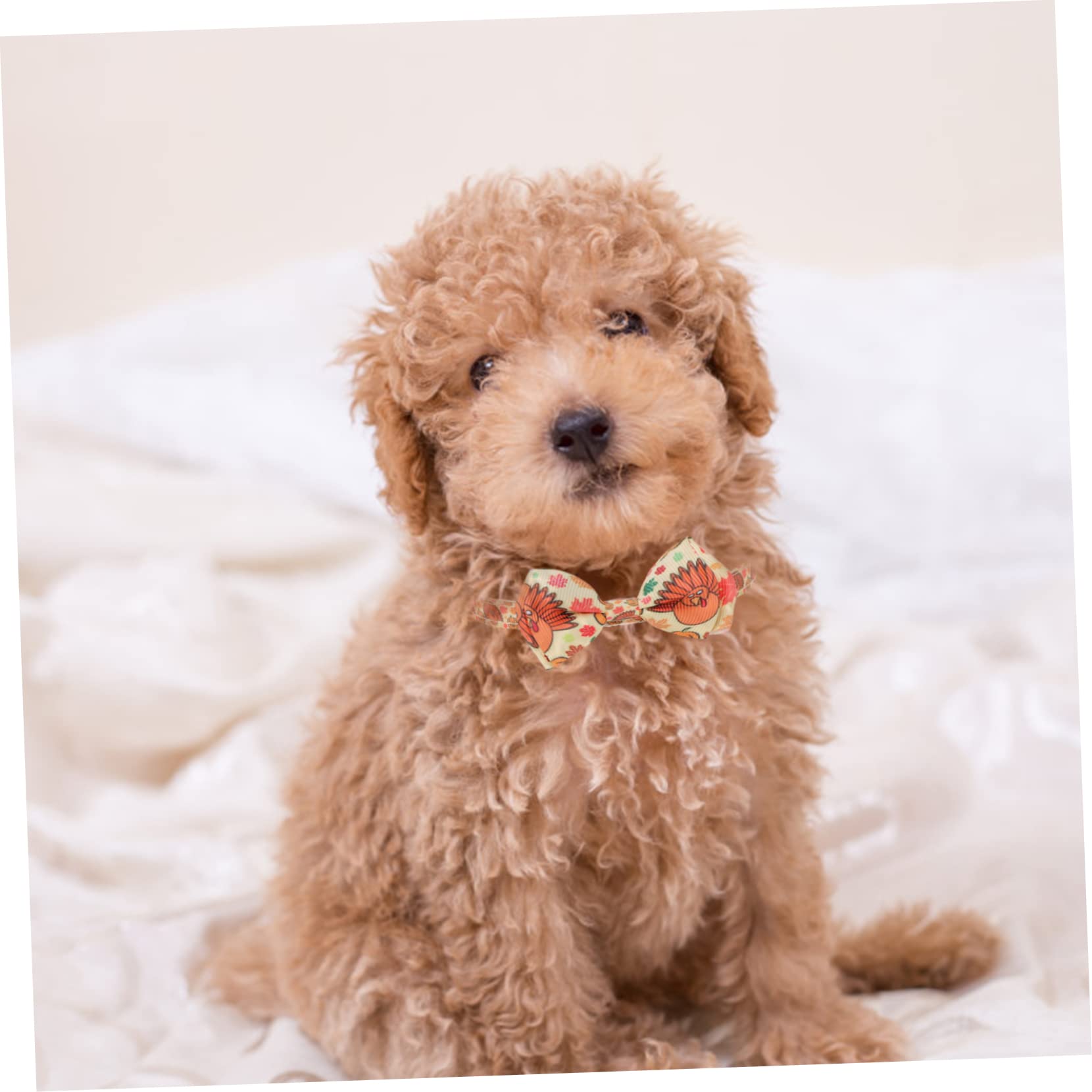 Angoily 10pezzi Collari Per Cani e Gatti Tema Ringraziamento Con Motivo Di Tacchino e Zucca Collari Regolabili Per Animali Domestici Accessori Per Feste