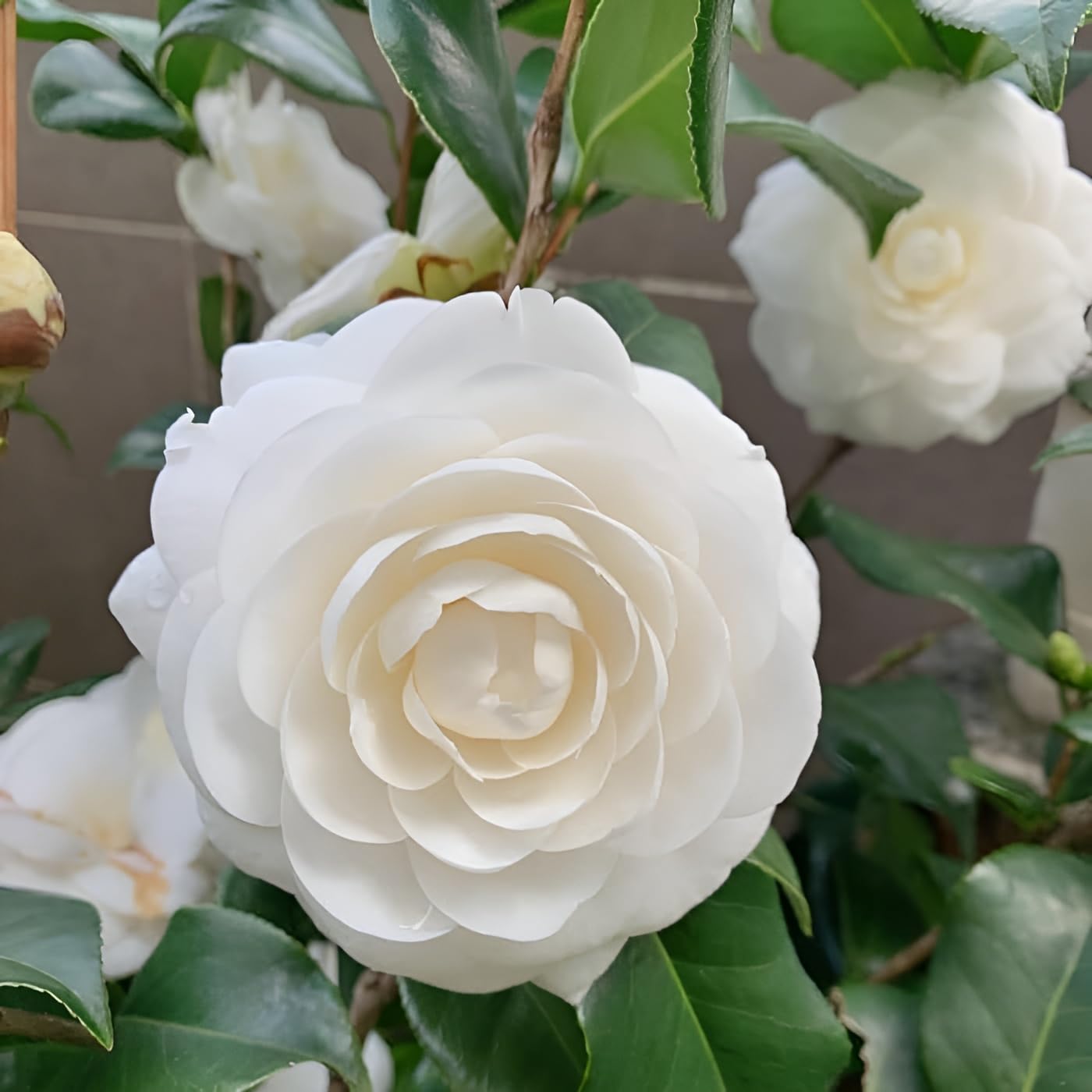 See full amazon price history chart for Oxiflora "Grafted White Camellia Best color flower Plant " Hybrid - 1 Healthy Live Decorative japanese-rose-Flowering Plant Nursery Grow Bag for Home Garden Oxiflora "Grafted White Camellia Best color flower Plant " Hybrid - 1 Healthy Live Decorative japanese-rose-Flowering Plant Nursery Grow Bag for Home Garden (B0CTCD9VST) Amazon Price History, Amazon Price Tracker