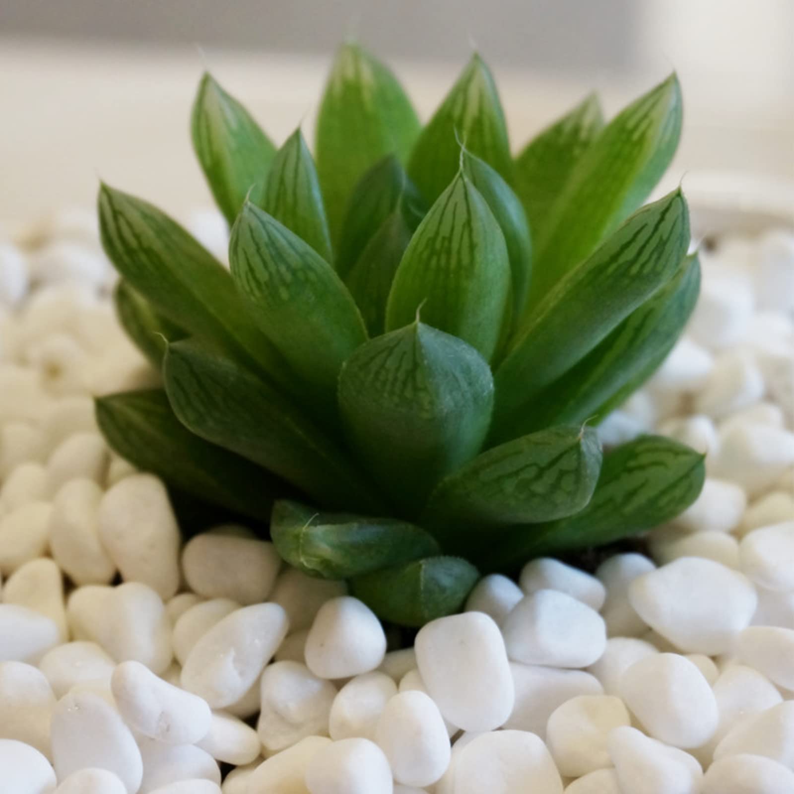 Gravier Décoratif Blanc 500g - Cailloux Marbre 1-2cm Pour Plantes, Jardins, Aquariums, Décoration