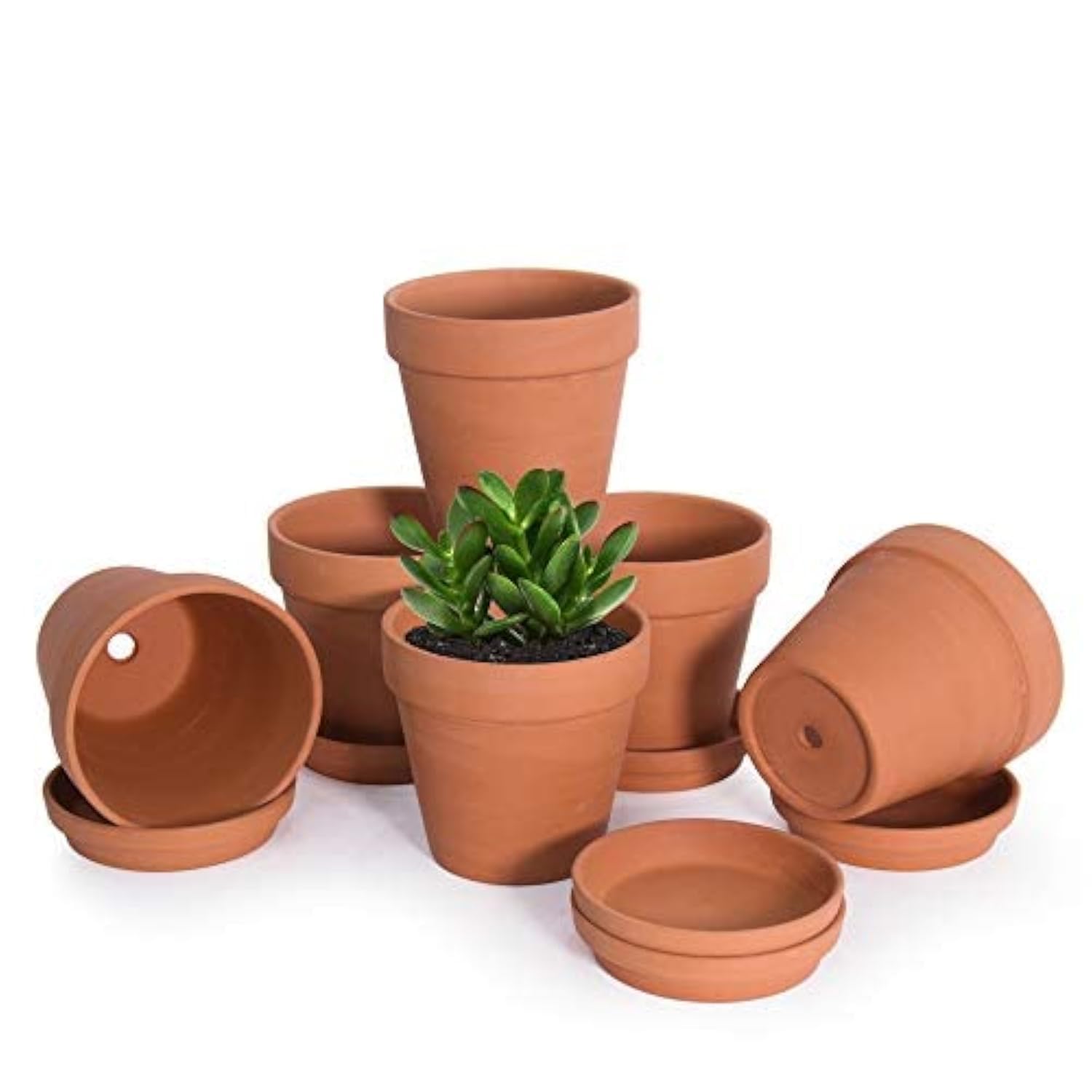 D'vine Dev 6-Pack Terracotta Pots