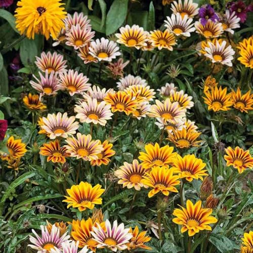 Image of Gazania Sunshine Mix Flower Seeds Pack of 50 Plus Seeds Multicolor Daisy Flower Seeds for Home Garden Balcony Pots Outdoor Gardening(Gazania sun shine)