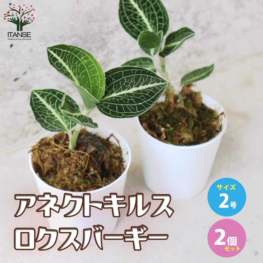 Amazon｜マコデス アネクトキルス・ロクスバーギー 2号 2個セット